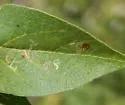 Bucculatrix thurberiella - Hodges#0582 - photo 4