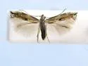 Bucculatrix transversata - Hodges#0533 - Bucculatrix transversata