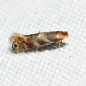 Bucculatrix trifasciella - Hodges#0554 - photo 2