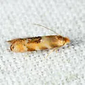 Bucculatrix trifasciella - Hodges#0554 - photo 3