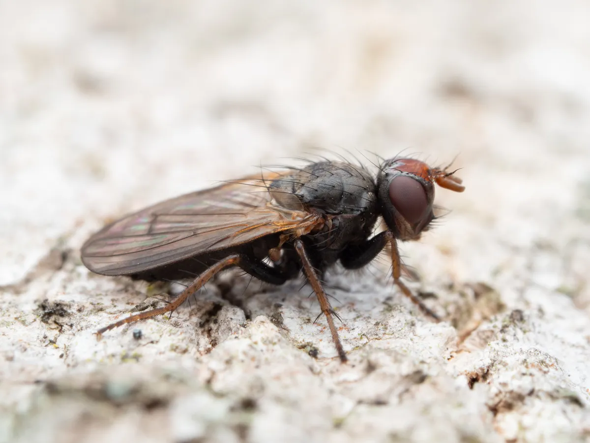 Bucephalina megacephala - photo 2