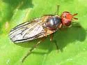 Bucephalina setipes