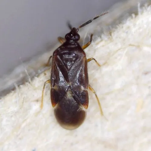 Buchananiella continua