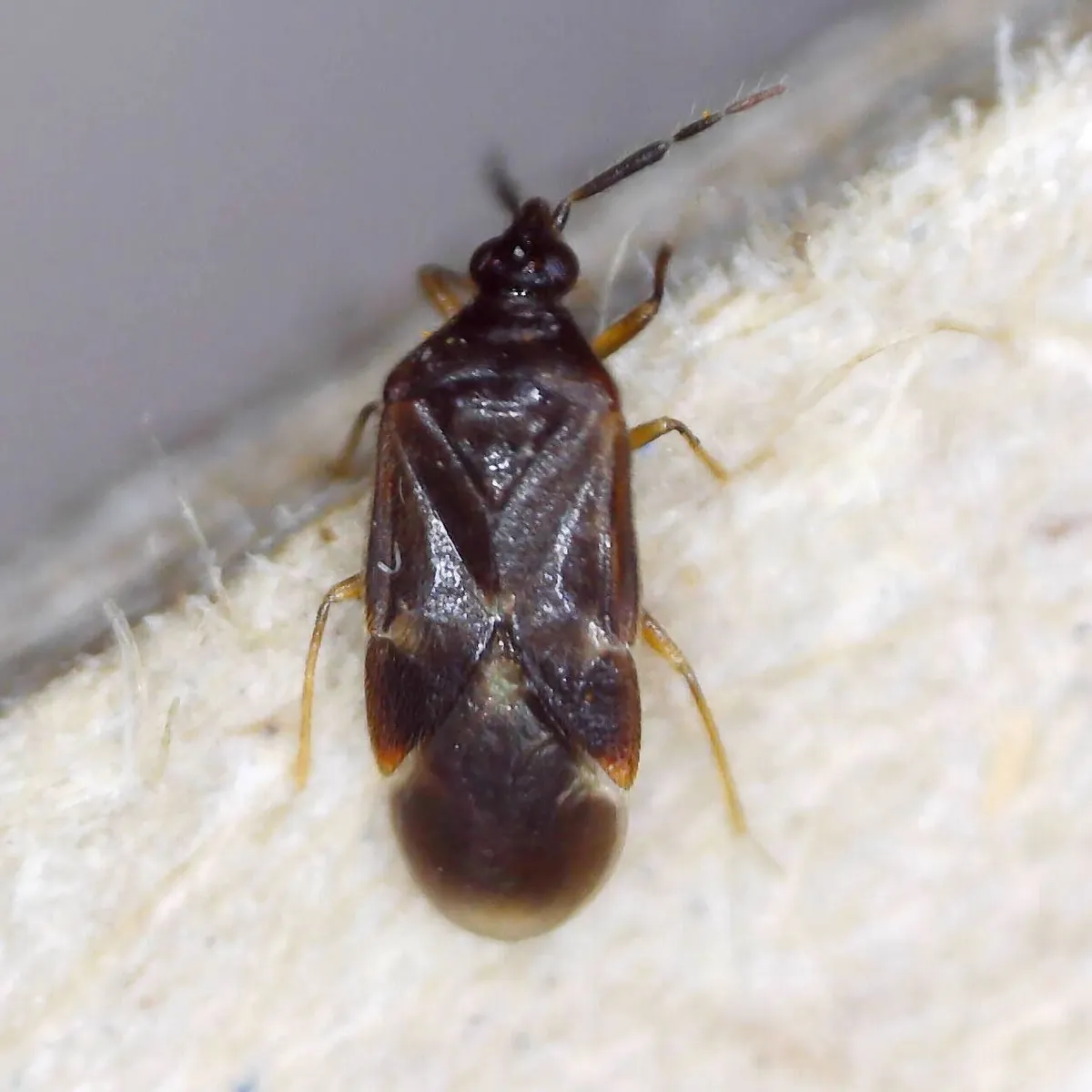 Buchananiella continua - photo 2