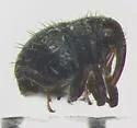Buchananius striatus - photo 2