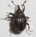 Buchananius striatus - photo 3