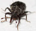 Buchananius striatus - photo 4