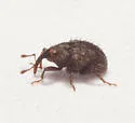 Buchananius striatus - photo 5