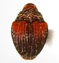 Buchananius sulcatus