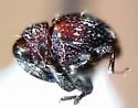 Buchananius sulcatus - photo 2