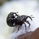 Buchananius sulcatus - photo 4