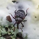 Buchananius sulcatus - photo 5