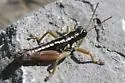 Buckell's Timberline Grasshopper