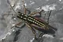 Buckell's Timberline Grasshopper - photo 2