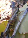 Buckell's Timberline Grasshopper - photo 3