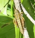 Buckell's Timberline Grasshopper - photo 4