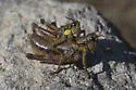 Buckell's Timberline Grasshopper - photo 5