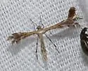 Sundew Plume Moth - Hodges#6098