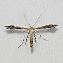 Sundew Plume Moth - Hodges#6098 - photo 2