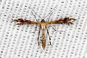 Sundew Plume Moth - Hodges#6098 - photo 3