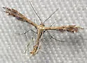 Sundew Plume Moth - Hodges#6098 - photo 4