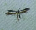 Sundew Plume Moth - Hodges#6098 - photo 5