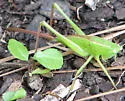 Cattail Conehead