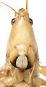 Cattail Conehead - photo 5