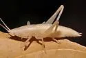 Weissman's Conehead - photo 2