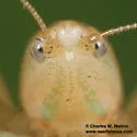 Weissman's Conehead - photo 4
