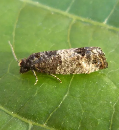 Bud Moth - photo 2