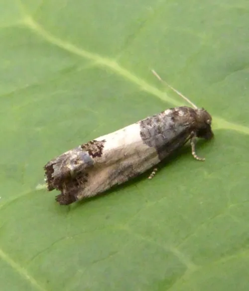 Bud Moth - photo 3