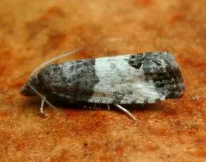 Bud Moth - photo 4
