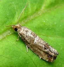 Bud Moth - photo 5