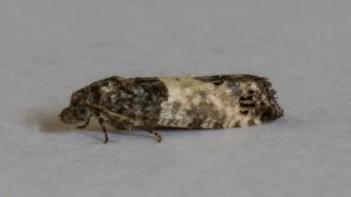 Bud Moth - photo 6