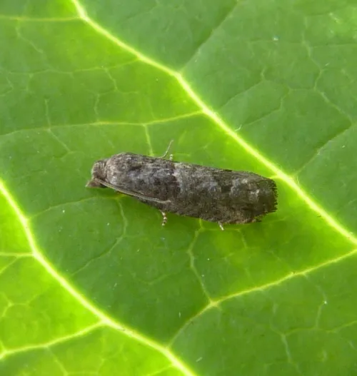 Bud Moth - photo 7