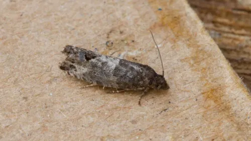 Bud Moth - photo 8