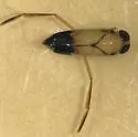 Buenoa arida