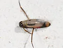 Buenoa confusa