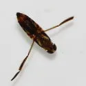 Buenoa confusa - photo 2