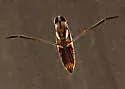 Buenoa confusa - photo 4