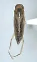Buenoa margaritacea