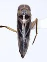 Buenoa platycnemis