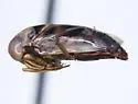 Buenoa platycnemis - photo 2