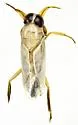 Buenoa platycnemis - photo 3