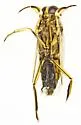 Buenoa platycnemis - photo 4