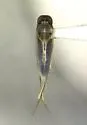 Buenoa scimitra - Buenoa scimitra