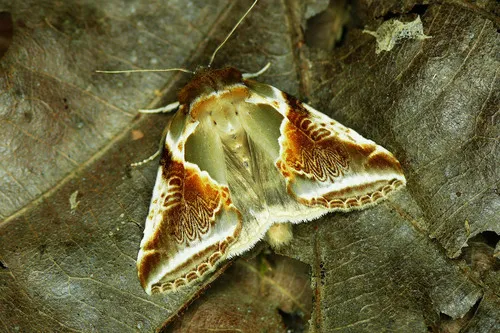 Buff Arches - Habrosyne pyritoides
