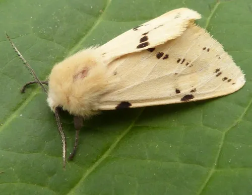 Buff Ermine