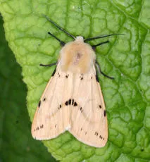 Buff Ermine - photo 2